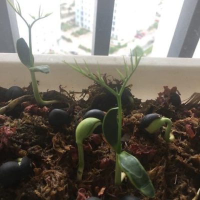 Hạt giống Bồ hòn